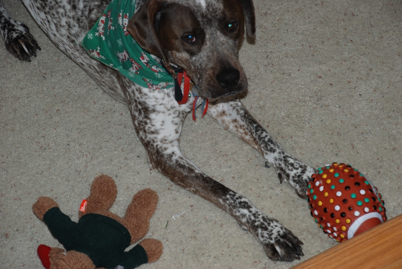 Xmas '07 066 Sparky.JPG