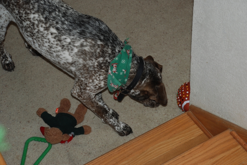 Xmas '07 068 Sparky.JPG