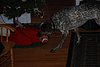 Xmas '07 064 Sparky.JPG
