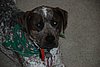 Xmas '07 065 Sparky.JPG