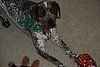 Xmas '07 067 Sparky.JPG