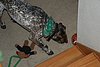 Xmas '07 068 Sparky.JPG