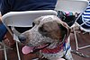 2011 Independence Day (34) Sparky.JPG
