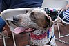 2011 Independence Day (35) Sparky.JPG