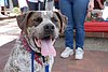 2011 Independence Day (37) Sparky.JPG