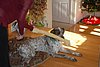 2013 Christmas 26.JPG