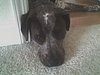 05-10-30 Big Head Sparky.jpg