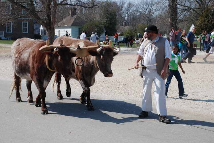 341 Williamsburg - Ox Team.jpg