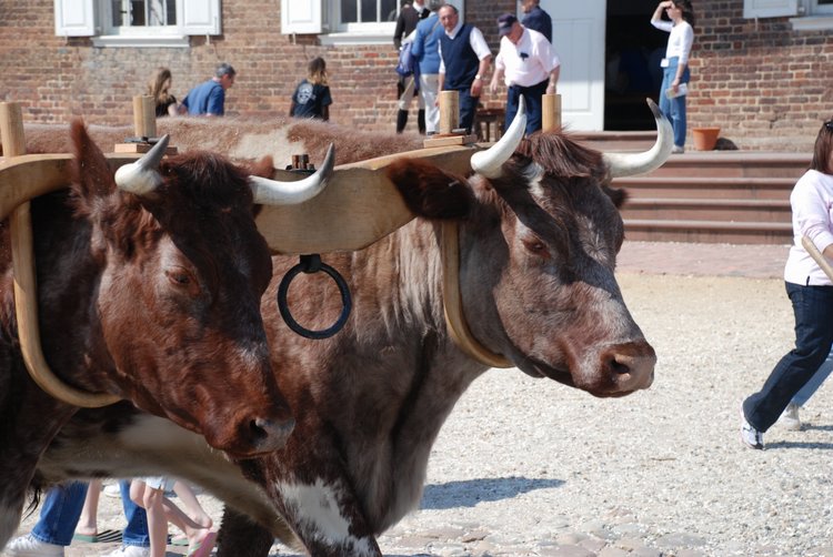 343 Williamsburg - Ox Team.jpg