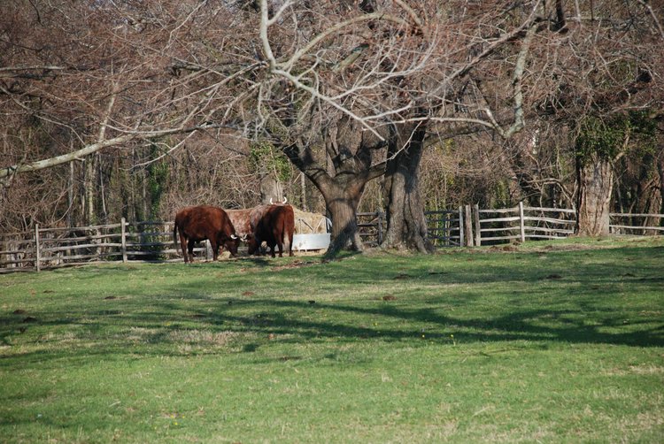 385 Williamsburg - Oxen.jpg
