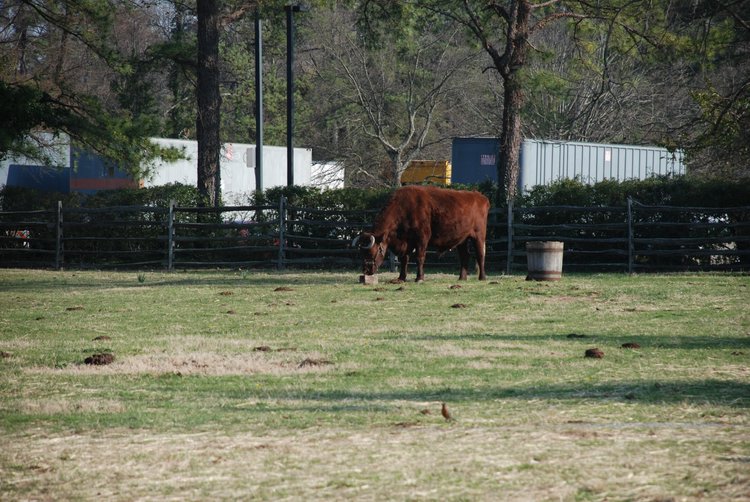 386 Williamsburg - Ox.jpg