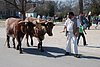 341 Williamsburg - Ox Team.jpg