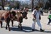 342 Williamsburg - Ox Team.jpg