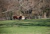 385 Williamsburg - Oxen.jpg