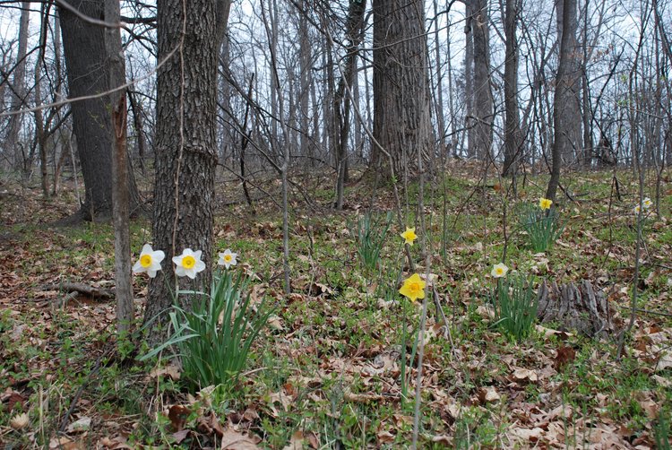 419 Monticello - Flowers.jpg
