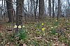 419 Monticello - Flowers.jpg