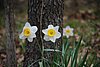 420 Monticello - Flowers.jpg