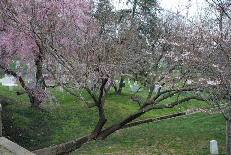 460 Arlington Cemetery.jpg
