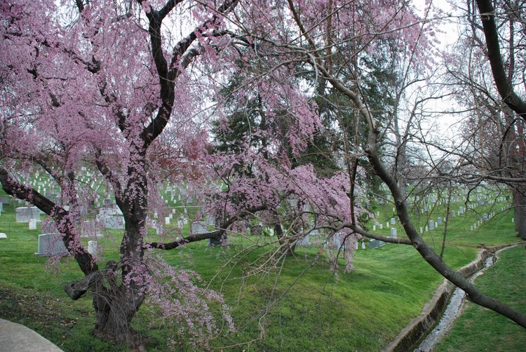461 Arlington Cemetery.jpg