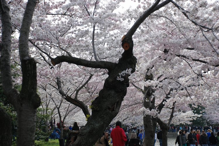 617 DC - Cherry Blossoms.jpg