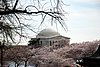610 DC - Jefferson Memorial & Cherry Blossoms alt2.jpg