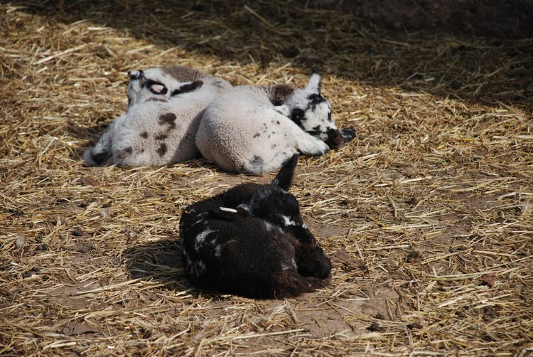 590 Mt Vernon - Goats.jpg