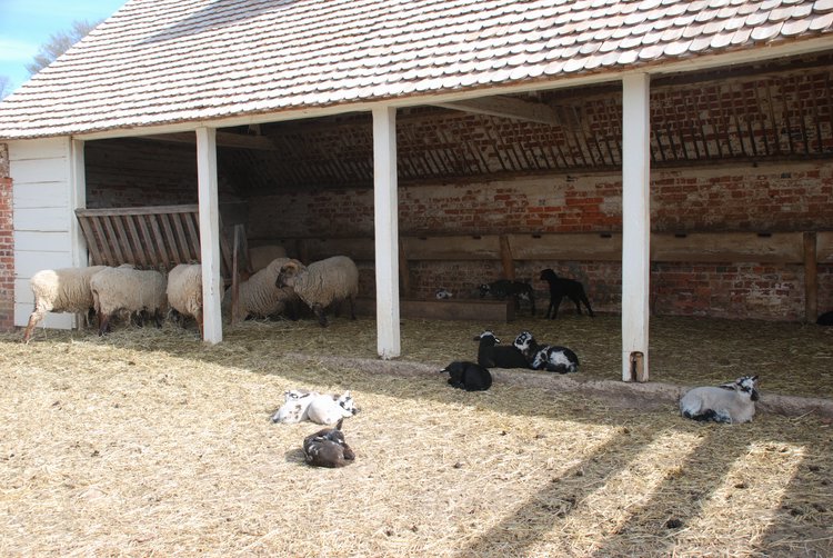 591 Mt Vernon - Goats.jpg