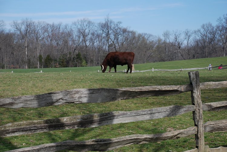 600 Mt Vernon - Bull.jpg