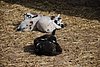 590 Mt Vernon - Goats.jpg