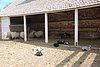591 Mt Vernon - Goats.jpg