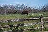 600 Mt Vernon - Bull.jpg