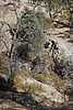 09) Rock & Tree alt.JPG