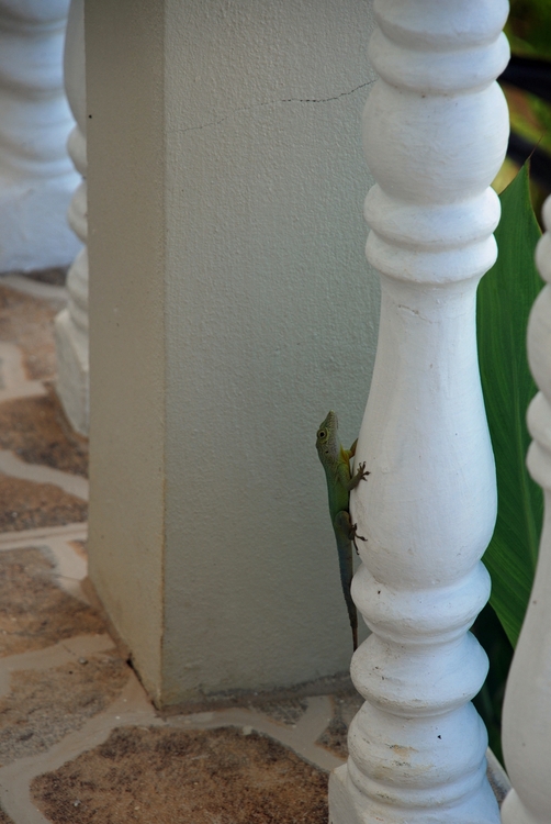 11B18ec Gecko.jpg
