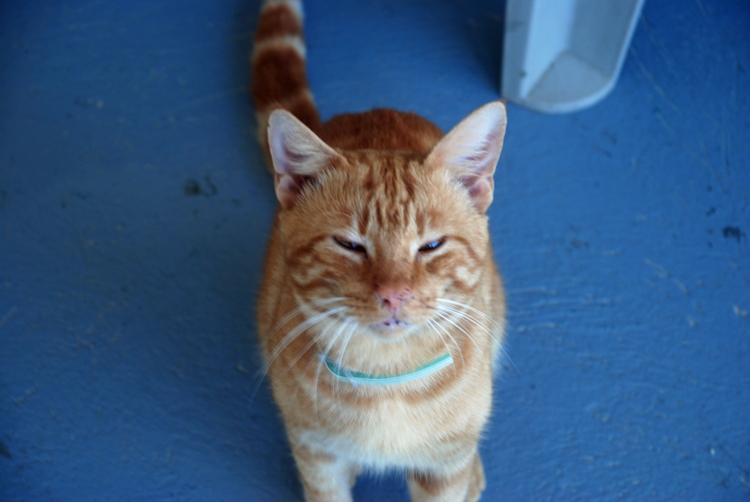 15B08e House Cat.jpg