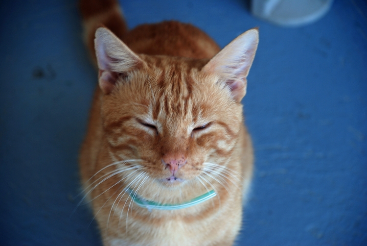 16B10e House Cat.jpg
