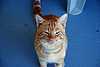 15B08e House Cat.jpg