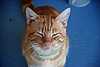 16B10e House Cat.jpg