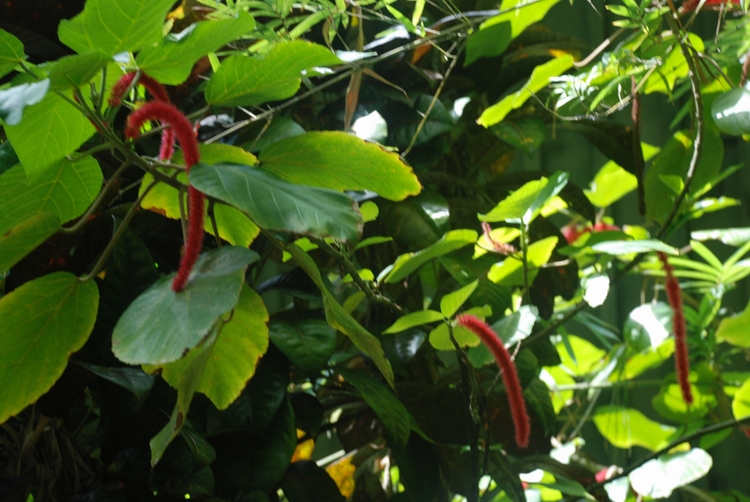06D13 Cat Tail.JPG