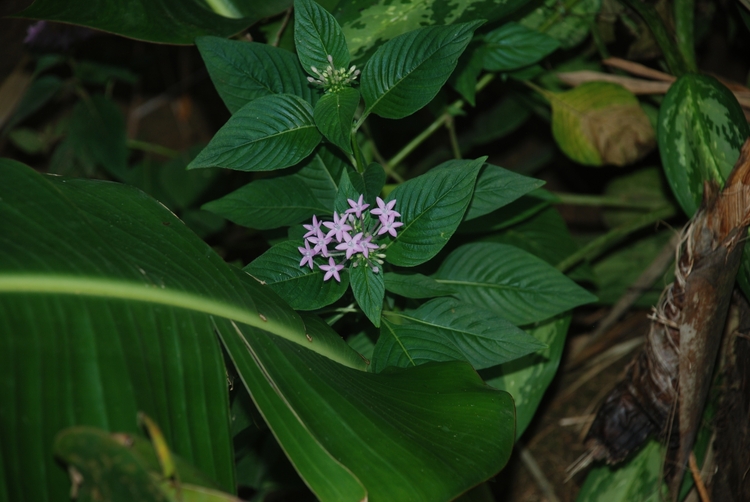 08D15 Purple Star.JPG