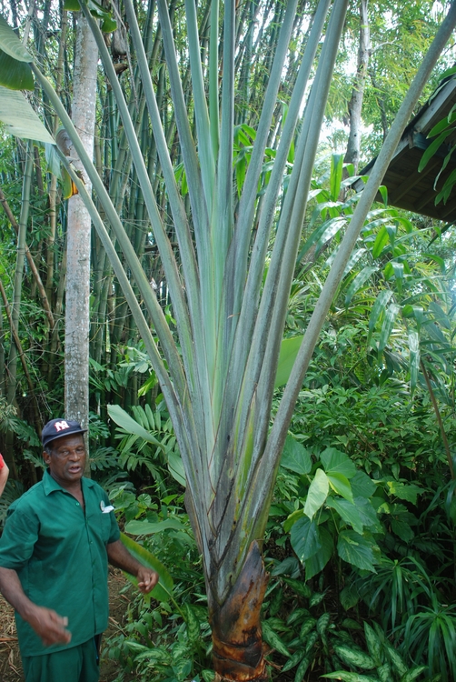09D17 Traveler's Palm.JPG