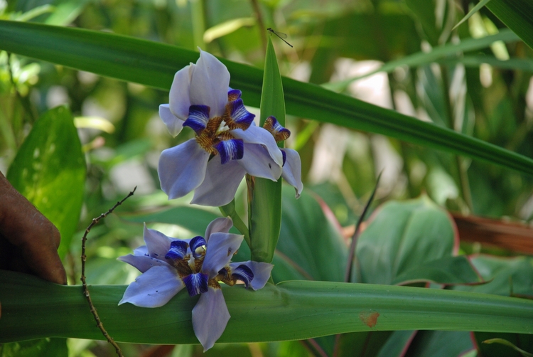 12D21e Ivory Orchid.jpg