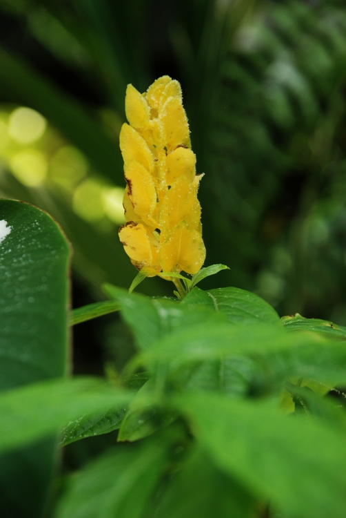 14D26e Yellow Shrimp.jpg