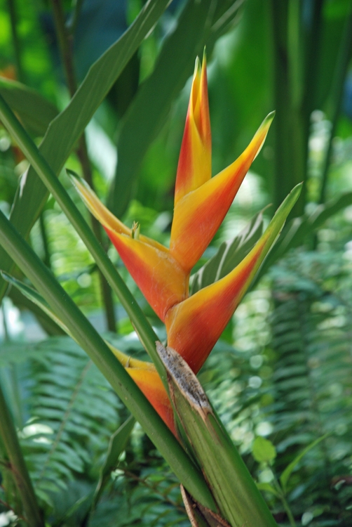 16D28e Bird of Paradise.jpg