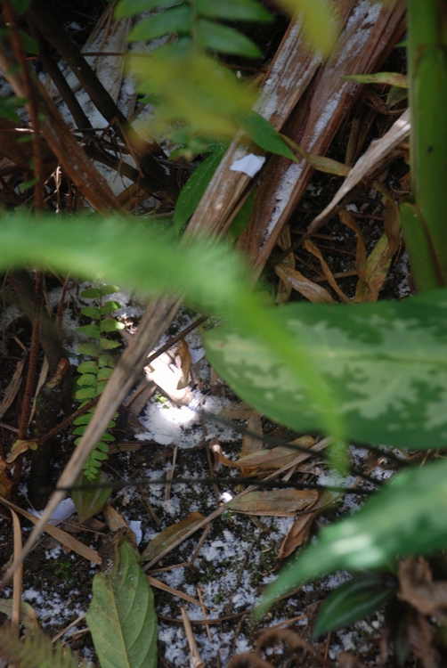 17D29 Jamaican Snow - from a tall palm.JPG
