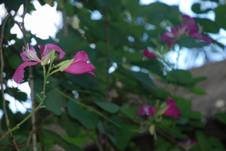 22D33 Poor Man's Orchid maybe.JPG