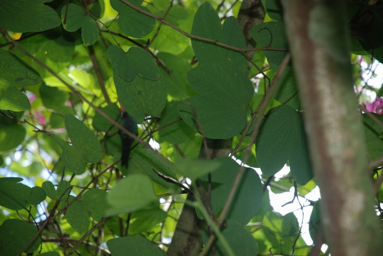 24D37 Split-tail Humming Bird (juvenile).JPG