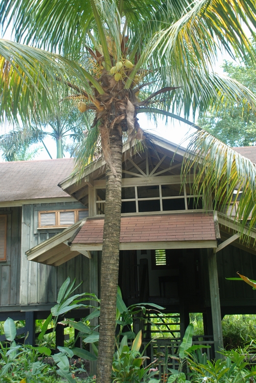 29D44 Coconut Palm.JPG