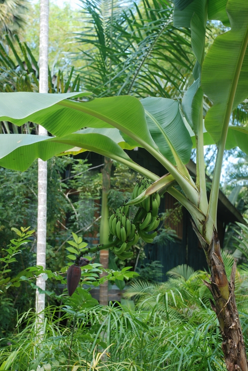 30D45 Banana Palm.JPG