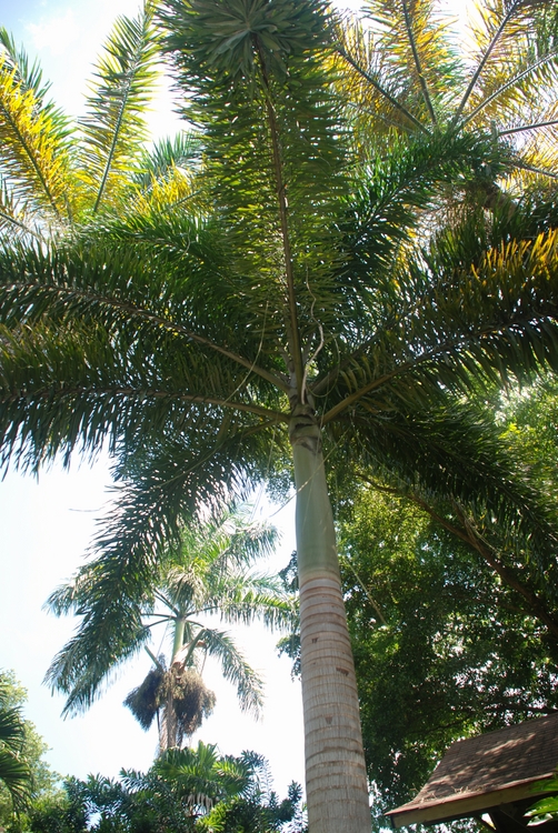32D47 Foxtail Palm.JPG