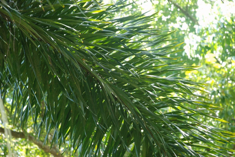 33D48 Foxtail Palm.JPG